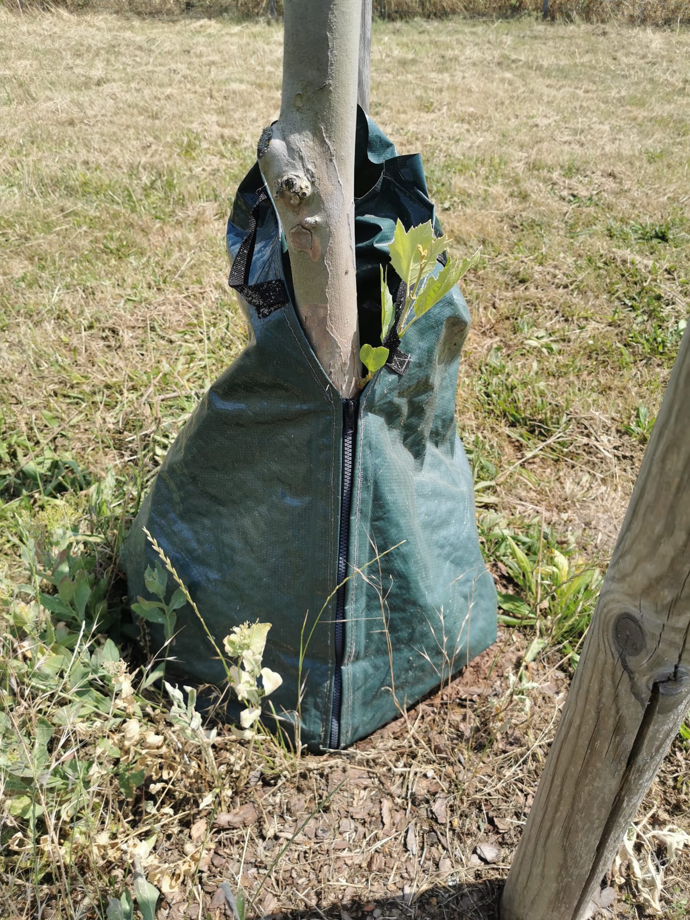 Zero Dust Baum Bewässerungssack 75 Liter am Baumstamm