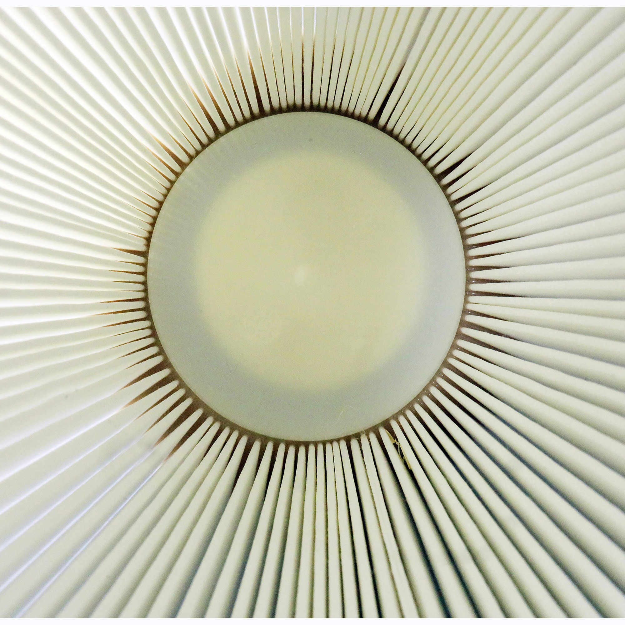 Dustcontrol Vorfilter passend für DC 1800 H Asbest