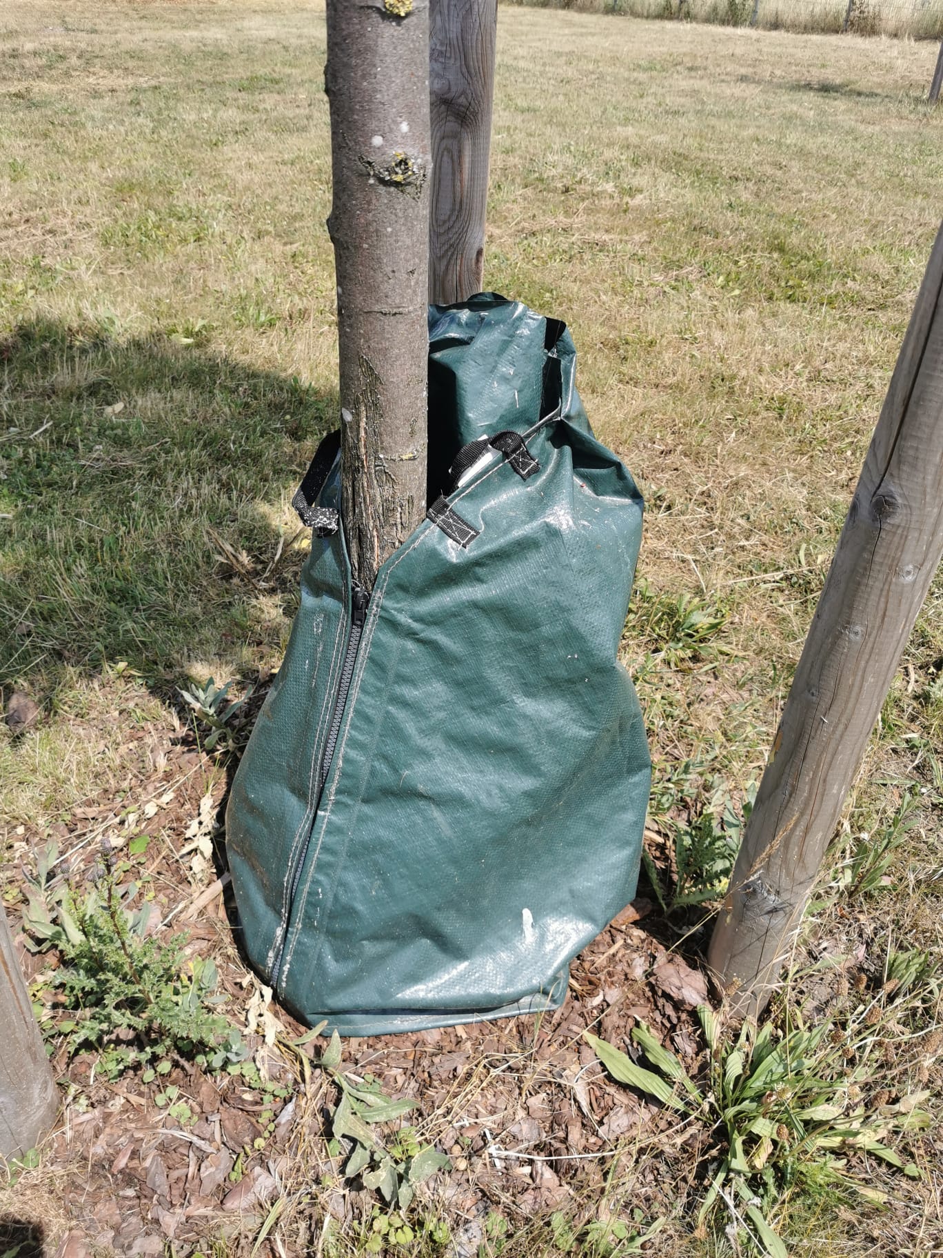 Zero Dust Baum Bewässerungssack 75 Liter am Stamm befestigt