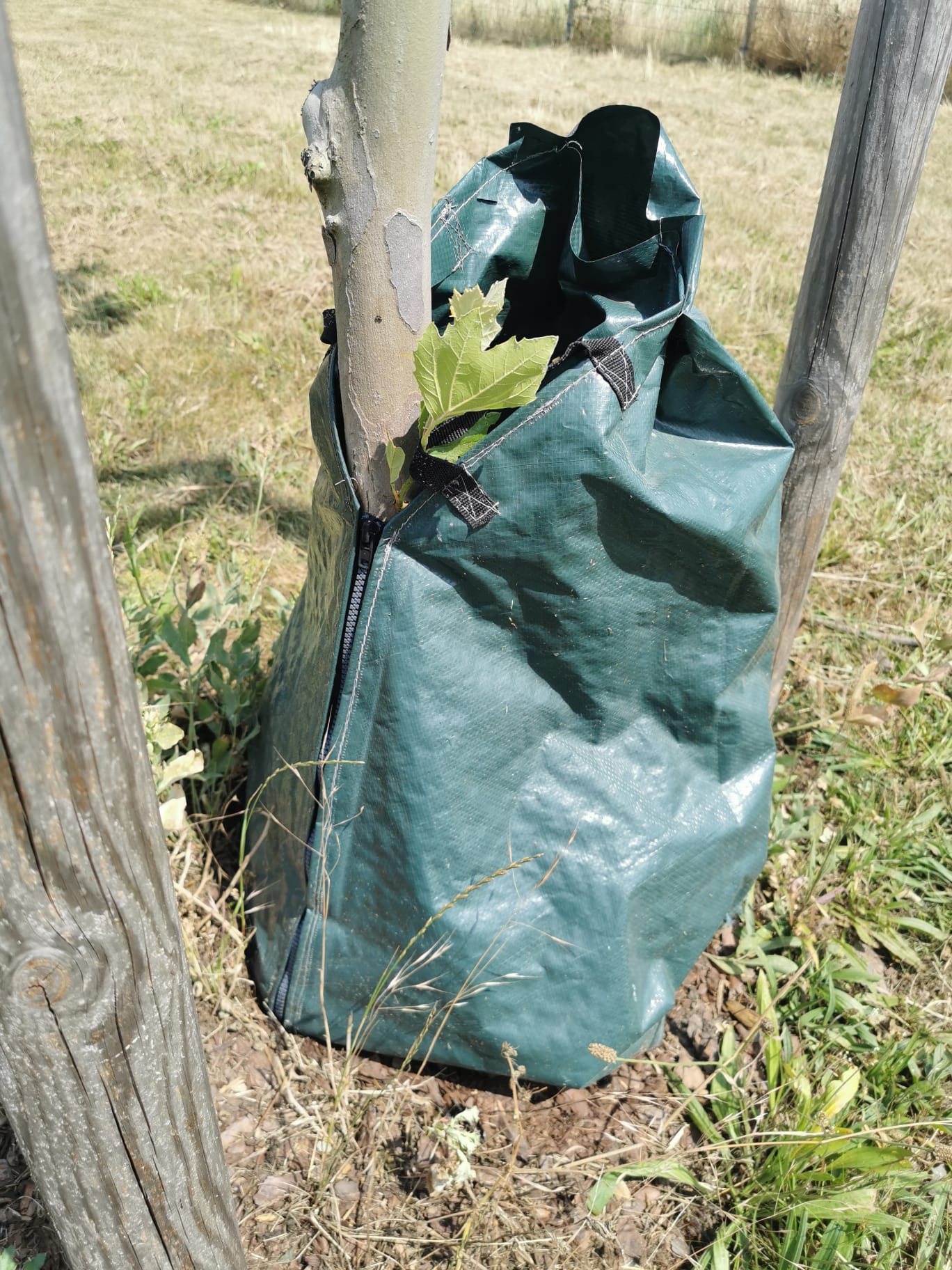 Zero Dust Baum Bewässerungssack 75 Liter am Baumstamm