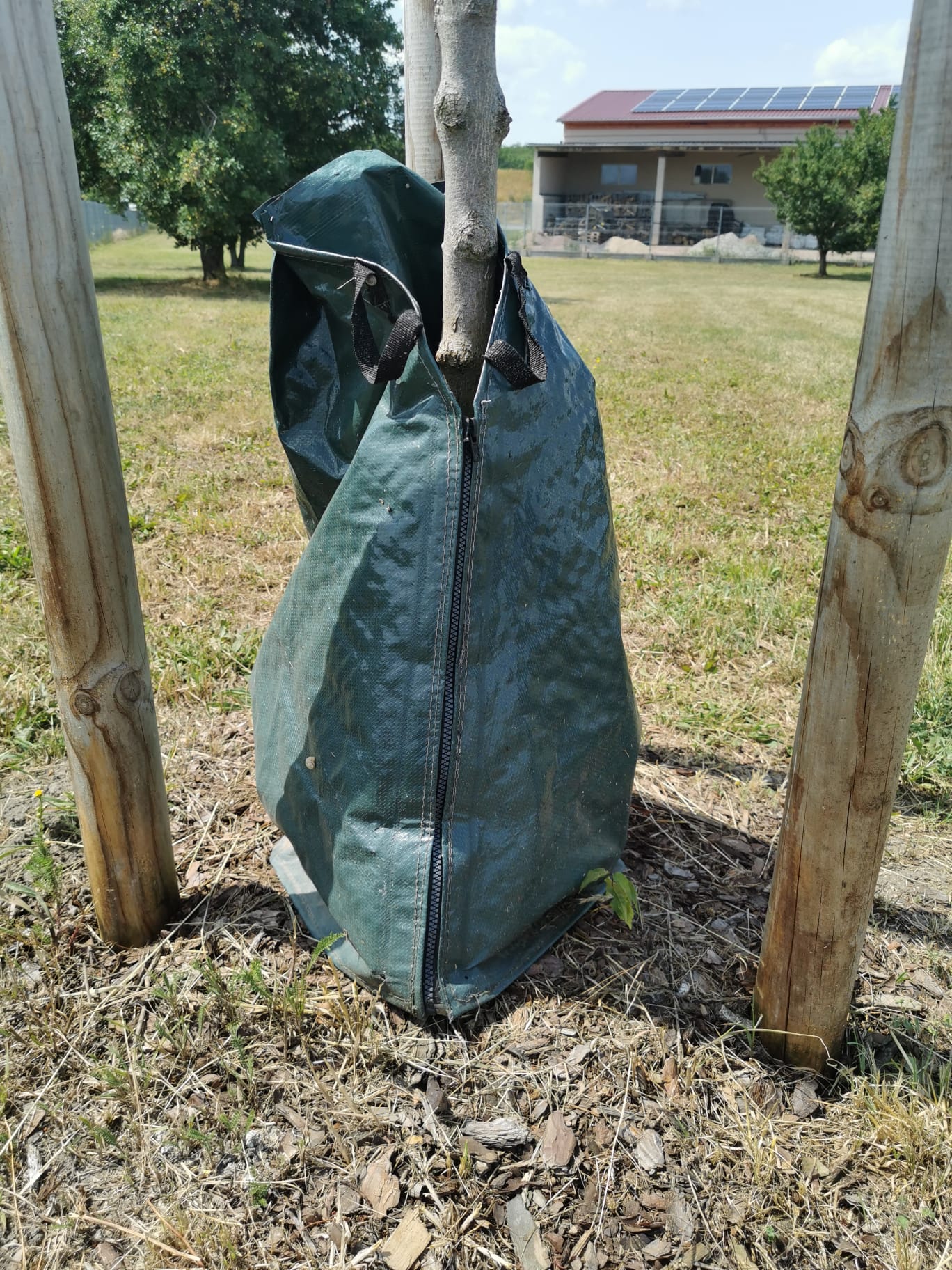 Zero Dust Baum Bewässerungssack 75 Liter am Jungbaum