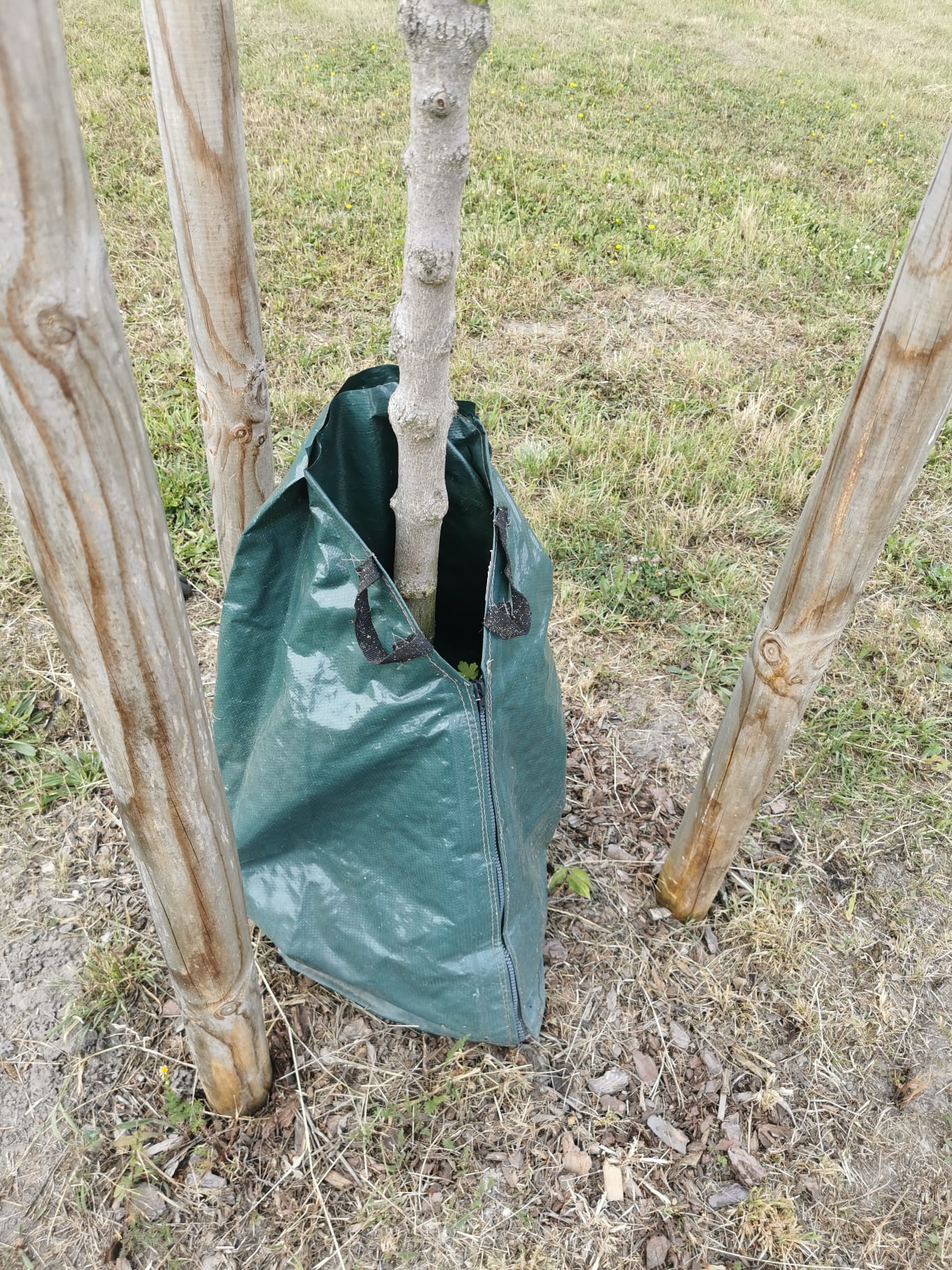 Zero Dust Baum Bewässerungssack 75 Liter am Jungbaum